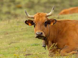 Portrait of an alpine cow lying on green grass in the mountain.