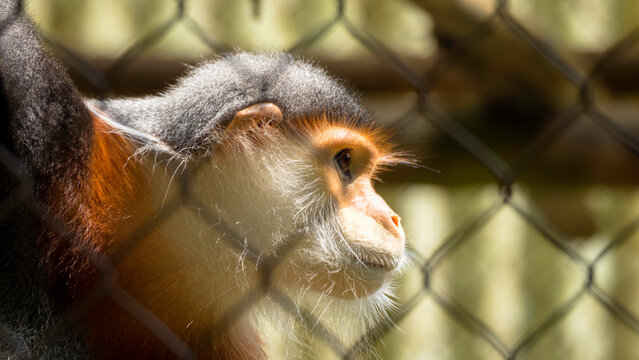 Langur And Primate Reserve Van Long Wetland Nature Reserve