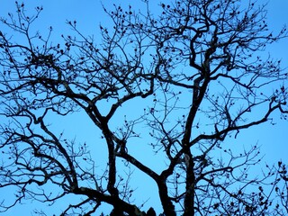 Fototapeta na wymiar 木の枝