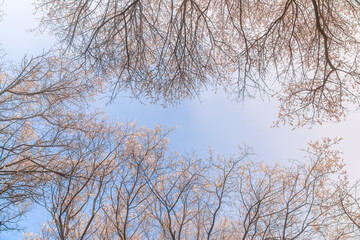 plum blossom at the spring