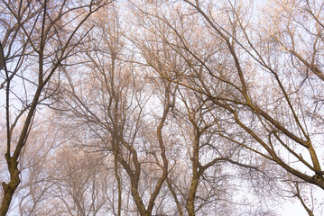 plum blossom at the spring