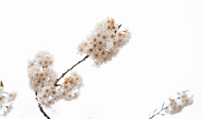 Fototapeta premium plum blossom at the spring