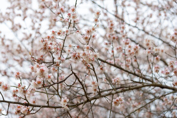 plum blossom at the spring