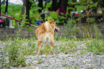 散歩をする柴犬