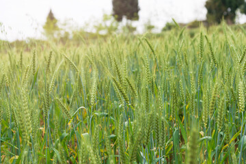 the immature wheat is in the field