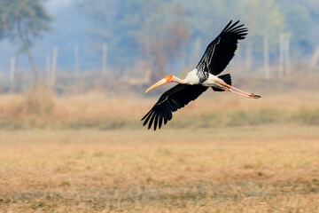painted stork coming in to land
