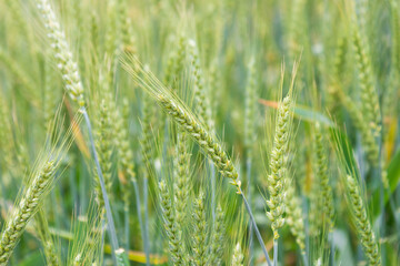 the immature wheat is in the field