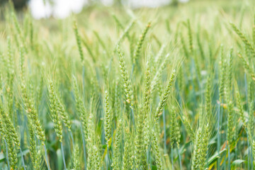 the immature wheat is in the field