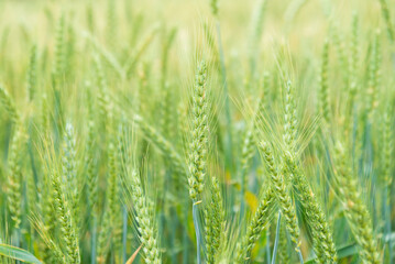 the immature wheat is in the field