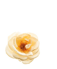 flower on the white background