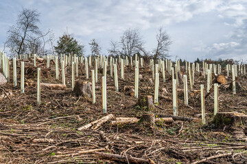 Fototapeta na wymiar chopped Woodland new plantation Germany replanted with new sapling deciduous trees protected with plastic tubes
