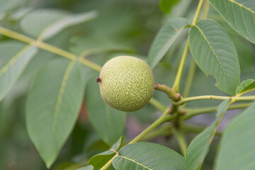 Fresh walnuts on a tree