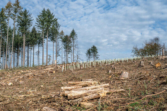 chopped Woodland new plantation Germany replanted with new sapling deciduous trees protected with plastic tubes