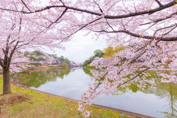 大宮公園のボート池と桜 © yuuki
