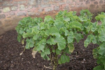 Spring Crop of Home Grown Organic Perennial Kale (Brassica oleracea var. Acephala 'Taunton Deane') Growing in a Vegetable Garden in Rural Devon, England, UK