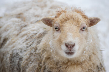 Portrait photo of a white sheep staring in the distance facing the camera standing on the field with snow falling in the foreground in soft focus. Shot in Kolepi, South Estonia. Selective focus.