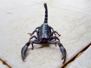 A black scorpion walking on a cement floor