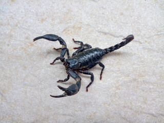 A black scorpion walking on a cement floor
