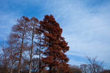 冬の空と樹木