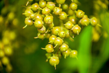 spice tree blossom seeds and flower 