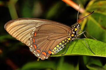 Butterfly with yellow body and brown wing speckled with red dots.