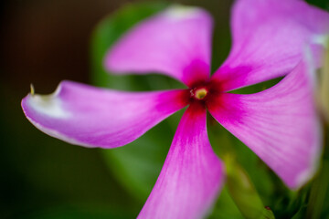 Flower Petal close up macro shot 