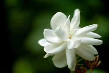 Arabian Jasmine or Mogra flower closeup - The heavy scented white flowers are borne in clusters of 3 to 12 and may be single, semi-double or perfectly double.