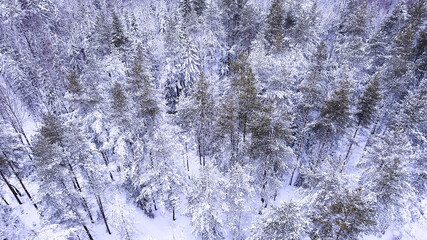Landscape of nature in a snowy forest, aero photo, top view of a forest in winter