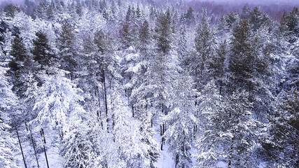 Landscape of nature in a snowy forest, aero photo, top view of a forest in winter