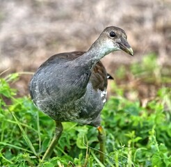 Curious young Coot standing on green grass. Fulica.