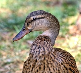 Female Mallard duck posing for the camera. Anas platyrhynchos.