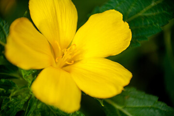 Flower Petal close up macro shot 