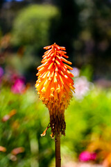 Close-up Orange Flora