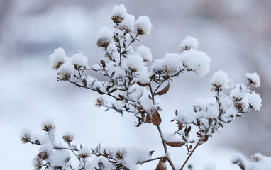 A bush of grass in the snow