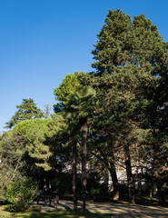 Two tall Chinese windmill palms (Trachycarpus fortunei) or Chusan palms in public city park. Sochi city. Close-up. Palm trees surrounded by evergreen trees against blue sky.