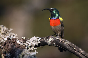 The greater double-collared sunbird (Cinnyris afer) sitting on the branch with lichens with brown background.