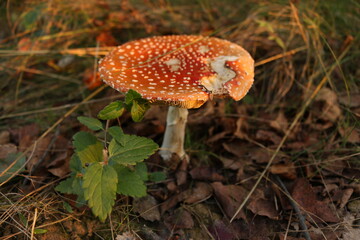 Amanita in a fairy forest. Mushroom in a fairy forest. Autumn in the forest. Red mushroom. Toxic mushroom.