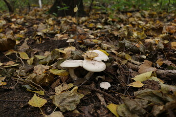 porcini mushrooms toadstools in autumn in the forest yellow leaves from trees