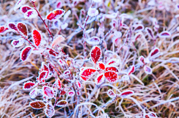 Barberry red leaves covered with morning frost