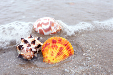 Sea shells on the background of sand.