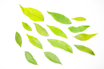 green tangerine leaves on white background