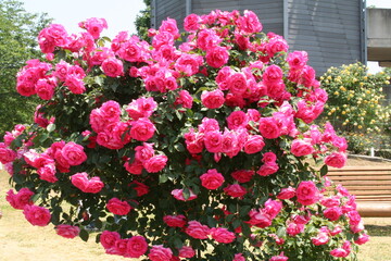 ピンクのバラの花の写真素材