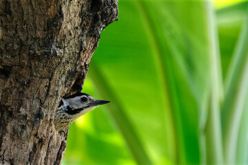 Bird hole in tree, blurred background