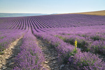 Fototapeta na wymiar Meadow of lavender at day