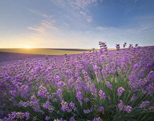 Meadow of lavender at sunrise.