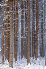 Fototapeta premium Snowy winter forest background. Spruce trees trunks, sticked with snow.