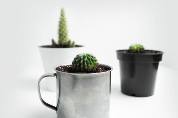 Close-up of three small cactus in pots on white background.