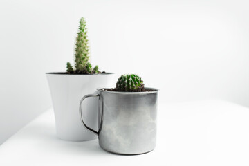 Close-up of two small cactus in pots on white background.