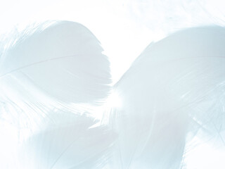 Beautiful abstract blue feathers on white background, black feather texture on blue pattern and blue background, feather wallpaper, blue banners, love theme, valentines day, dark texture