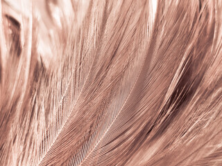 Beautiful abstract white and brown feathers on white background, soft yellow feather texture on white pattern, yellow background, feather background, gold feathers, valentines day, sweet heart wedding